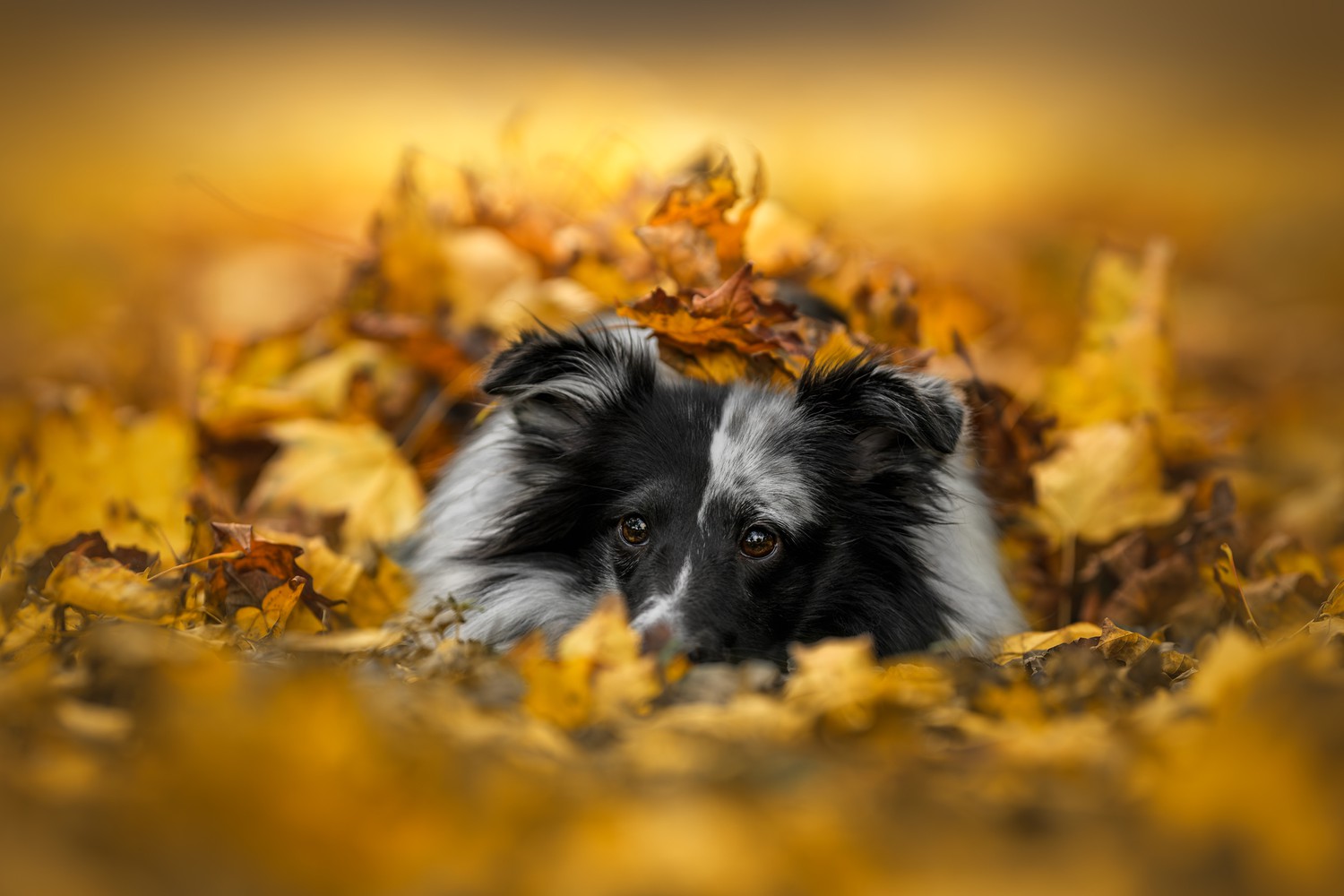 Amber Eyes in Autumn