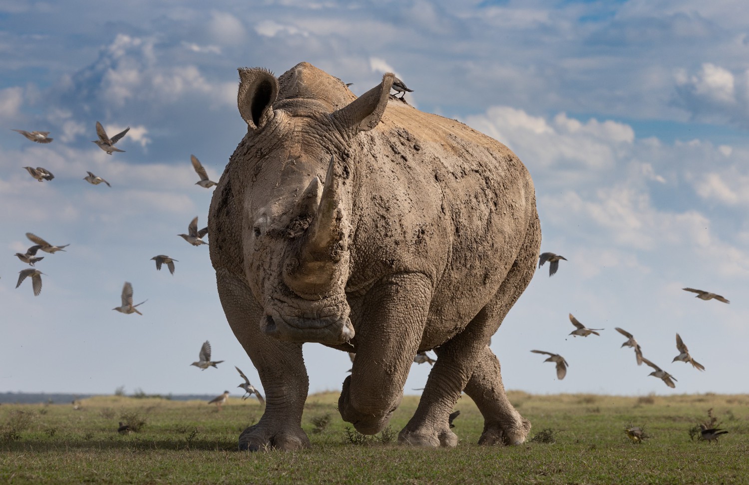 The Rhino and the Flock of Birds