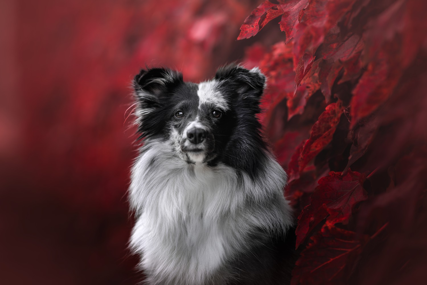 Whispers of Autumn's Embrace