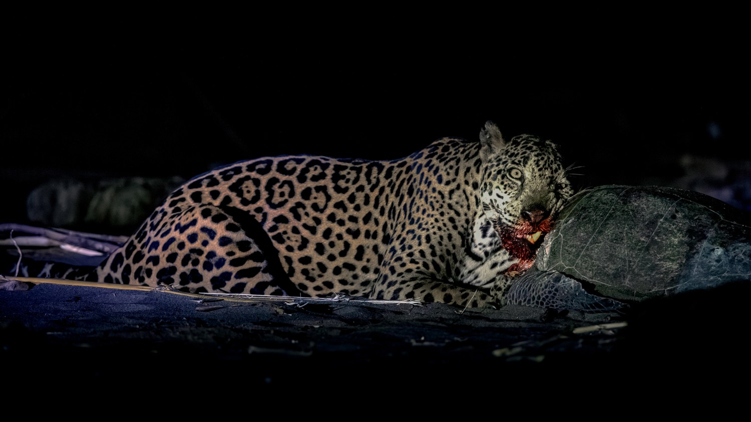 Chewing on a olive ridle turtle