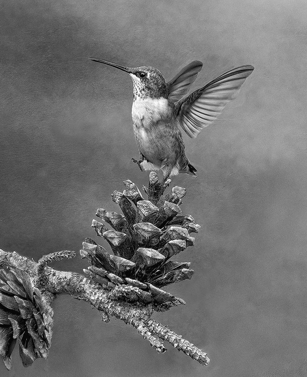 Hummingbirds: The dynamic intensity of B&W