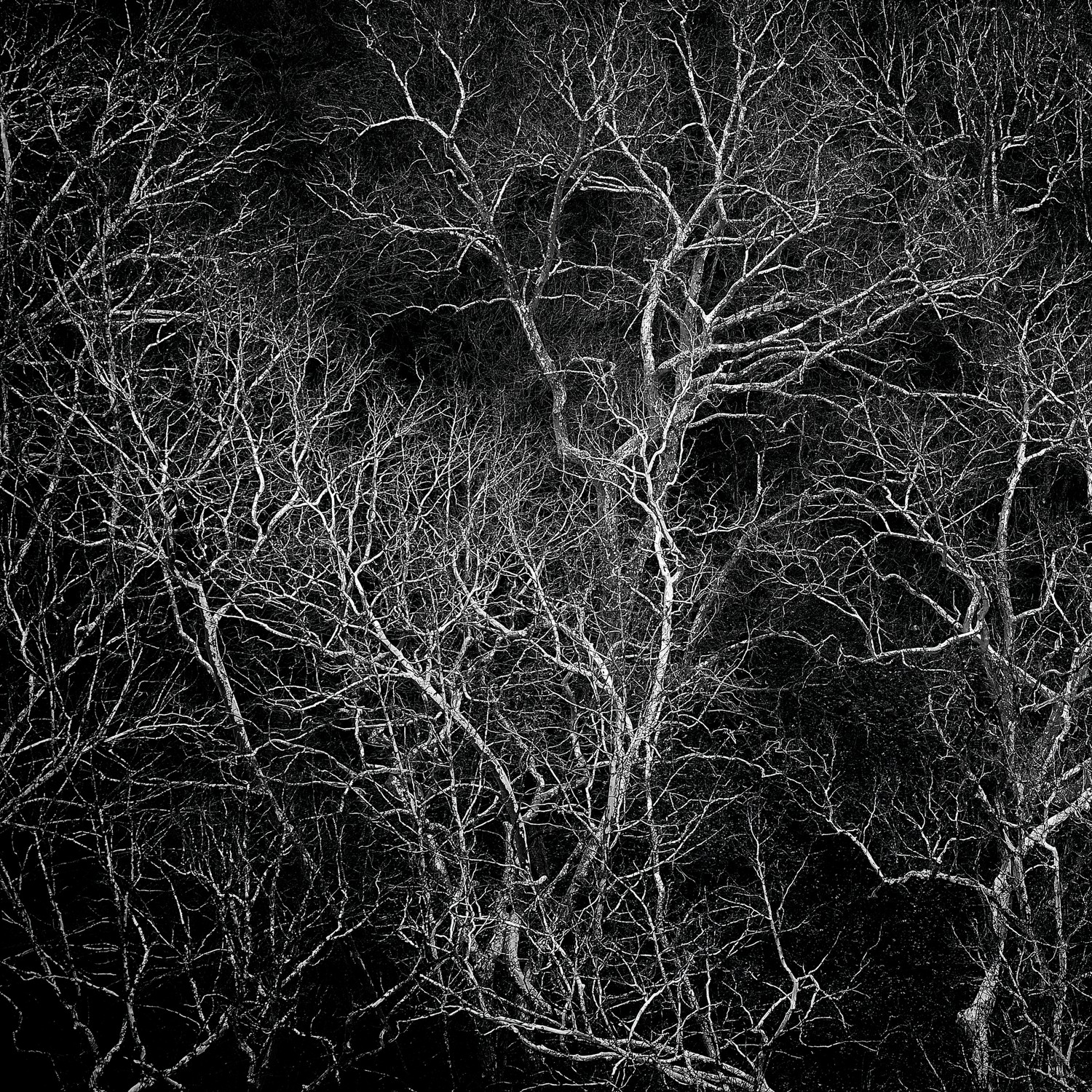A Pattern of Sycamores
