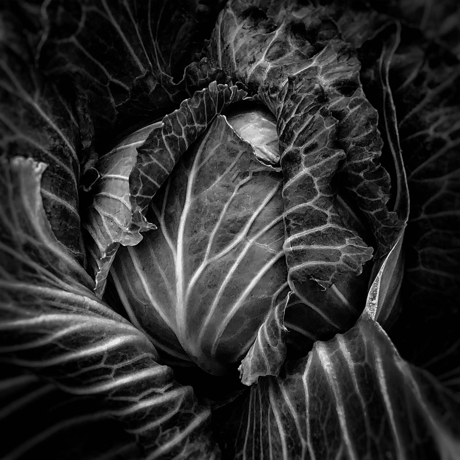 Big Bold Brassicaceae