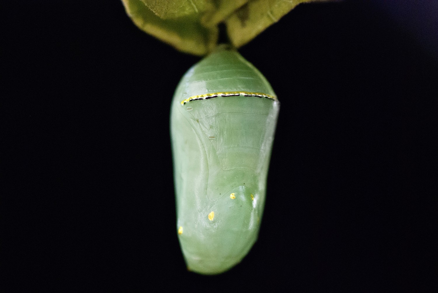 Monarch chrysalis, Day 3