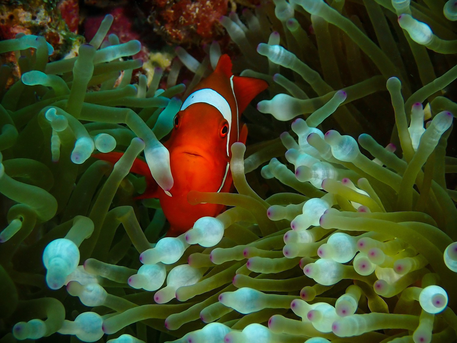 Clownfish x Anemone
