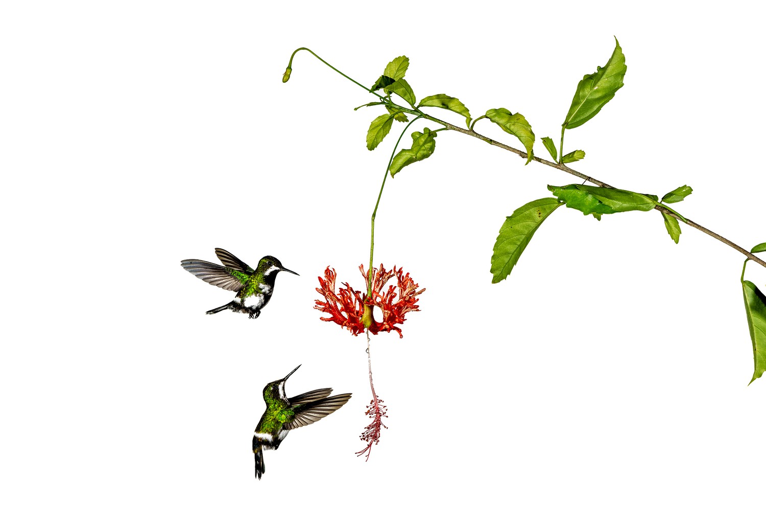 Colibrì 23.5