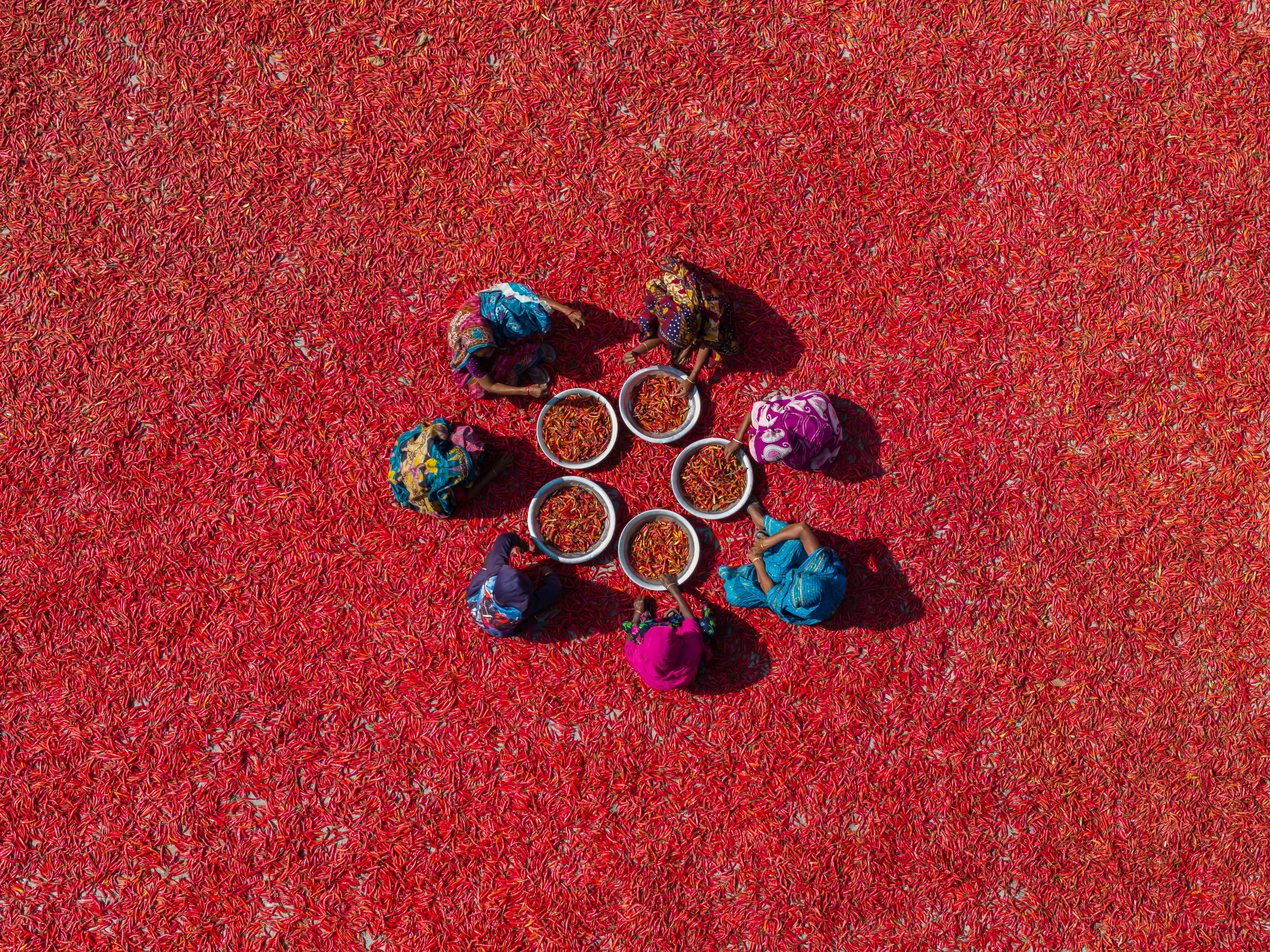 Chile pepper workers