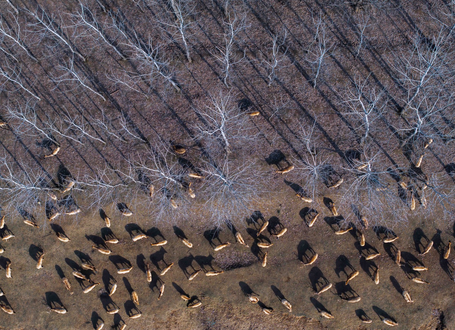 Symphony of Milu Deer