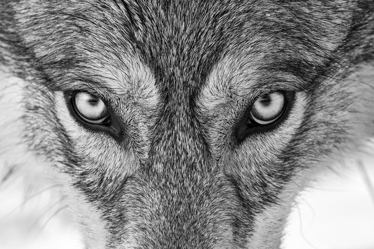 Eyes to the Soul