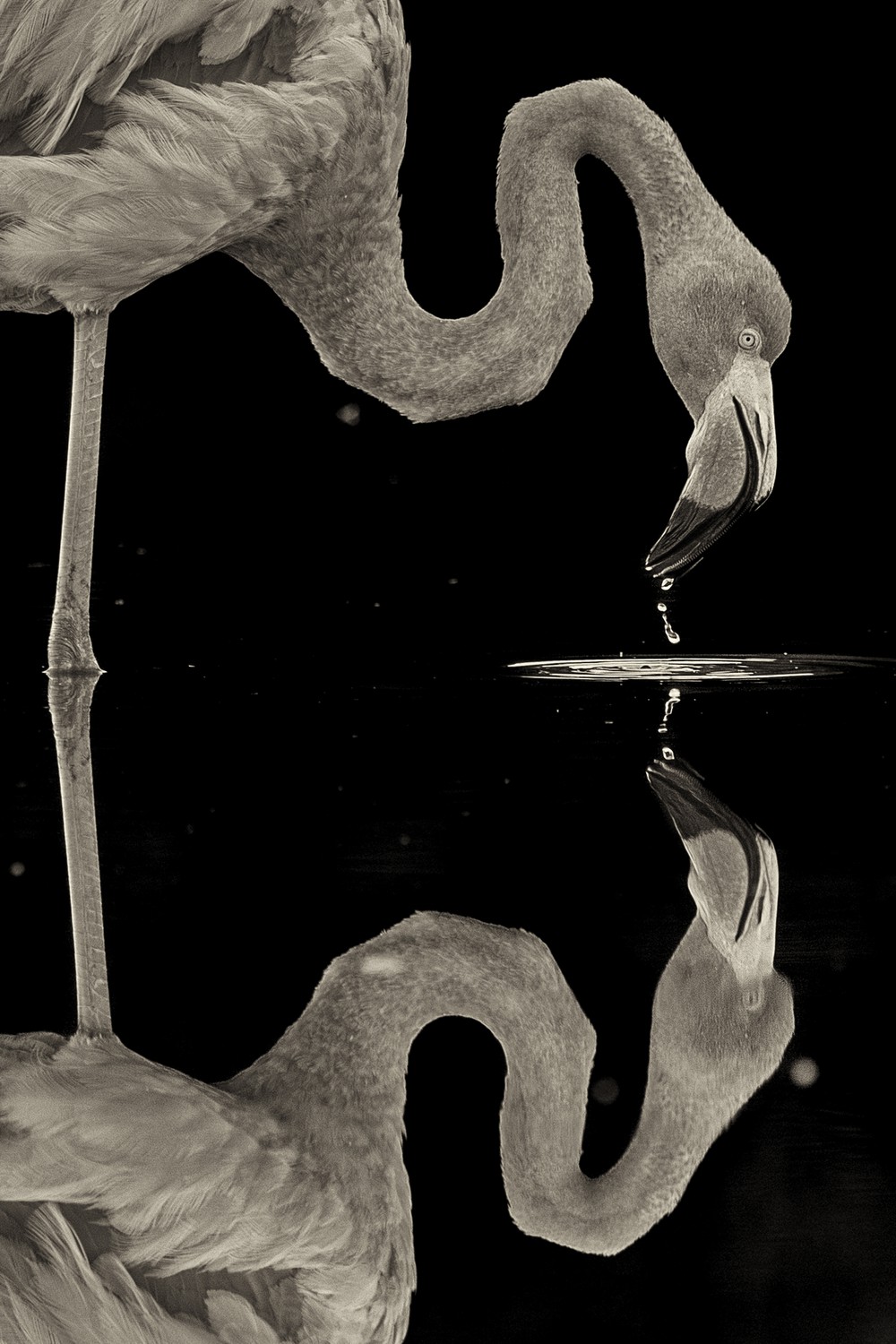 Flamingo, Galapagos Islands, Ecuador