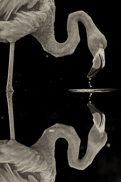 Flamingo, Galapagos Islands, Ecuador