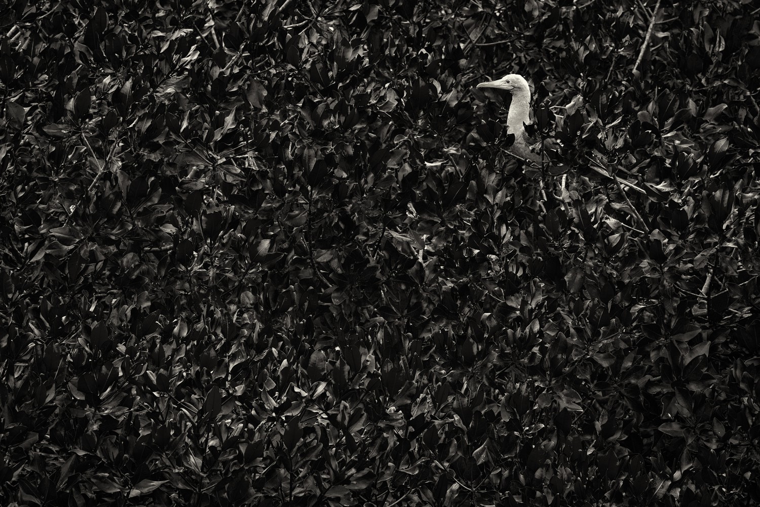 Red Footed Booby, Galapagos Island, Ecuador