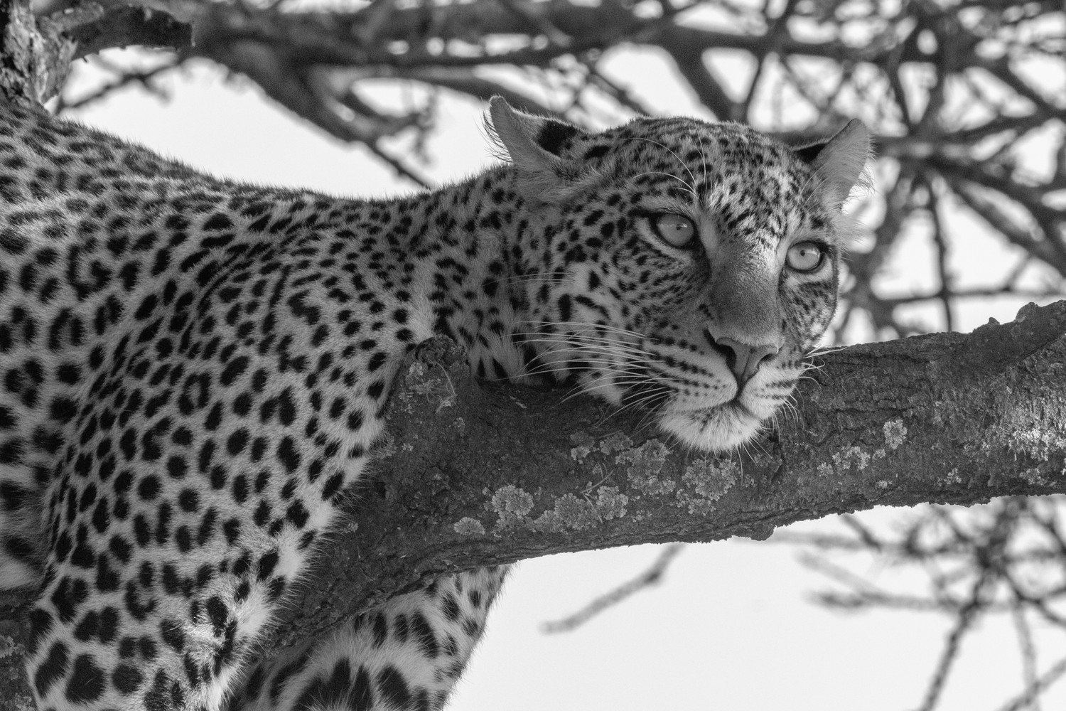 Leopard at rest