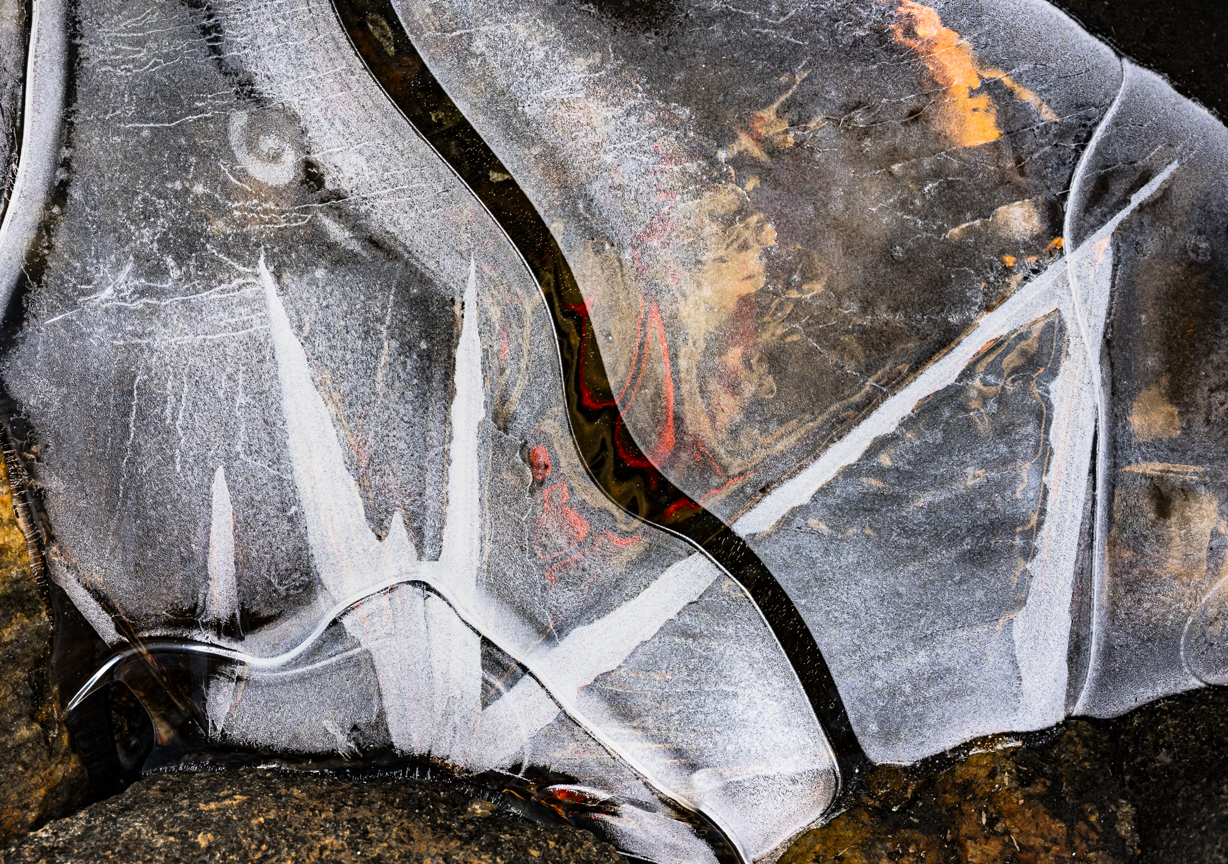 Who's in the frozen puddle