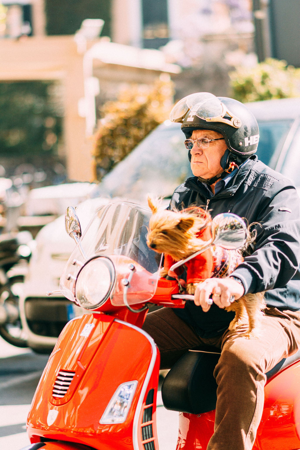 Lap Dog, Amalfi Italy