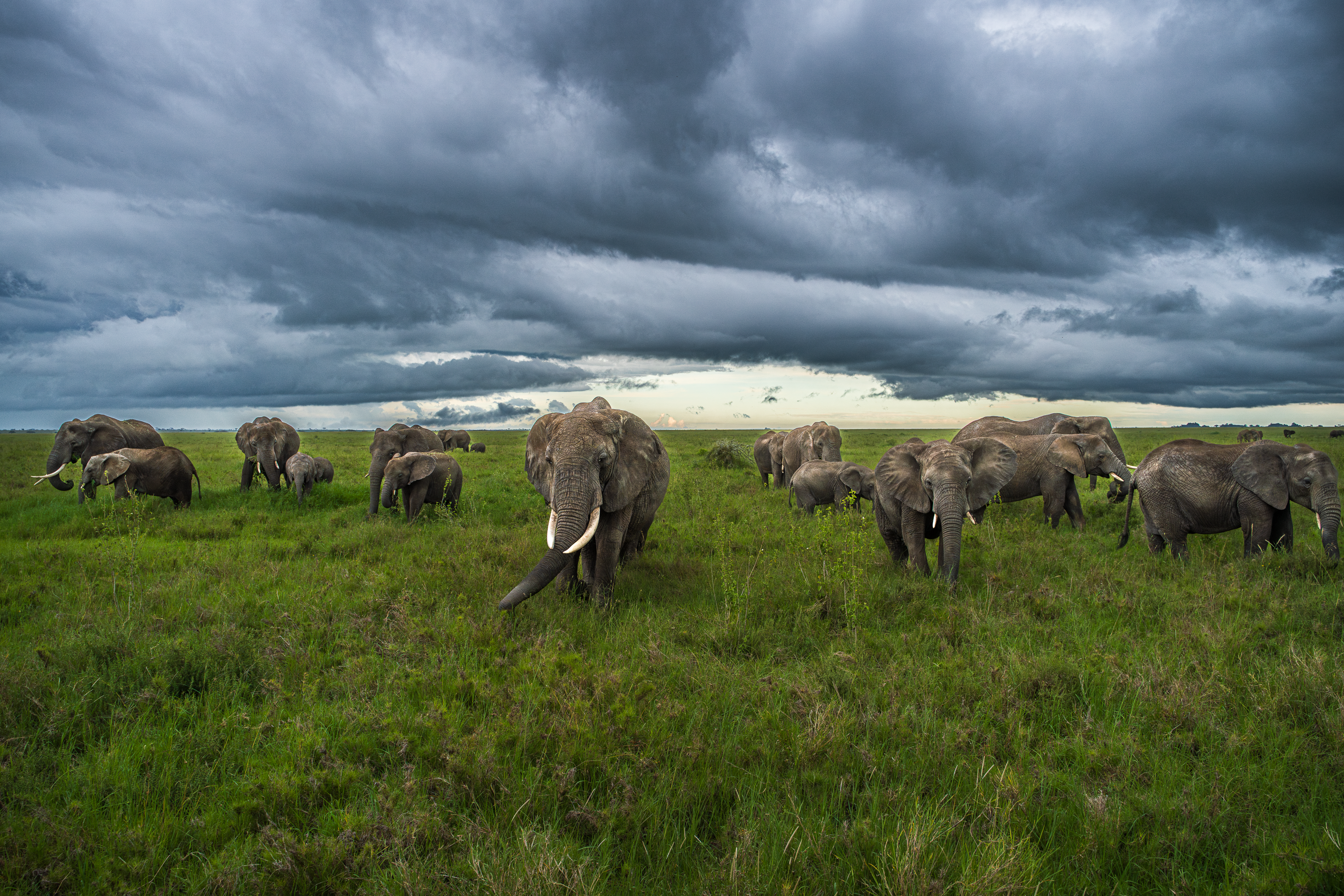 Elephants before the Storm