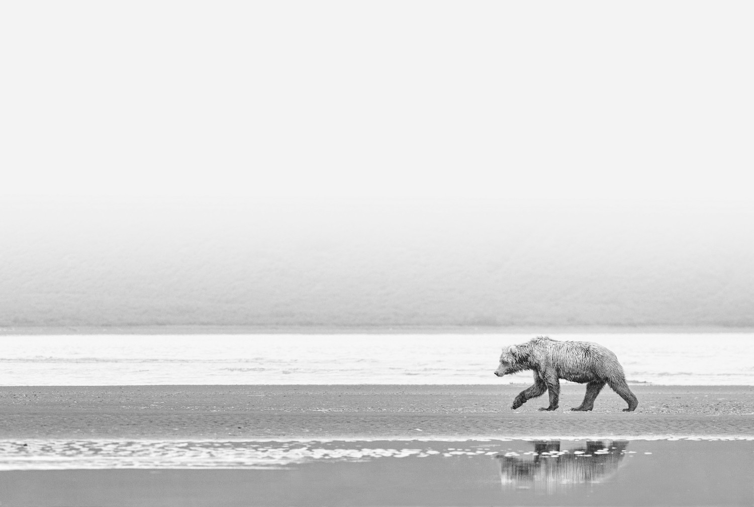 Alaska's Shoreline Sentinel