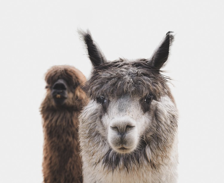 Life On A Hobby Farm