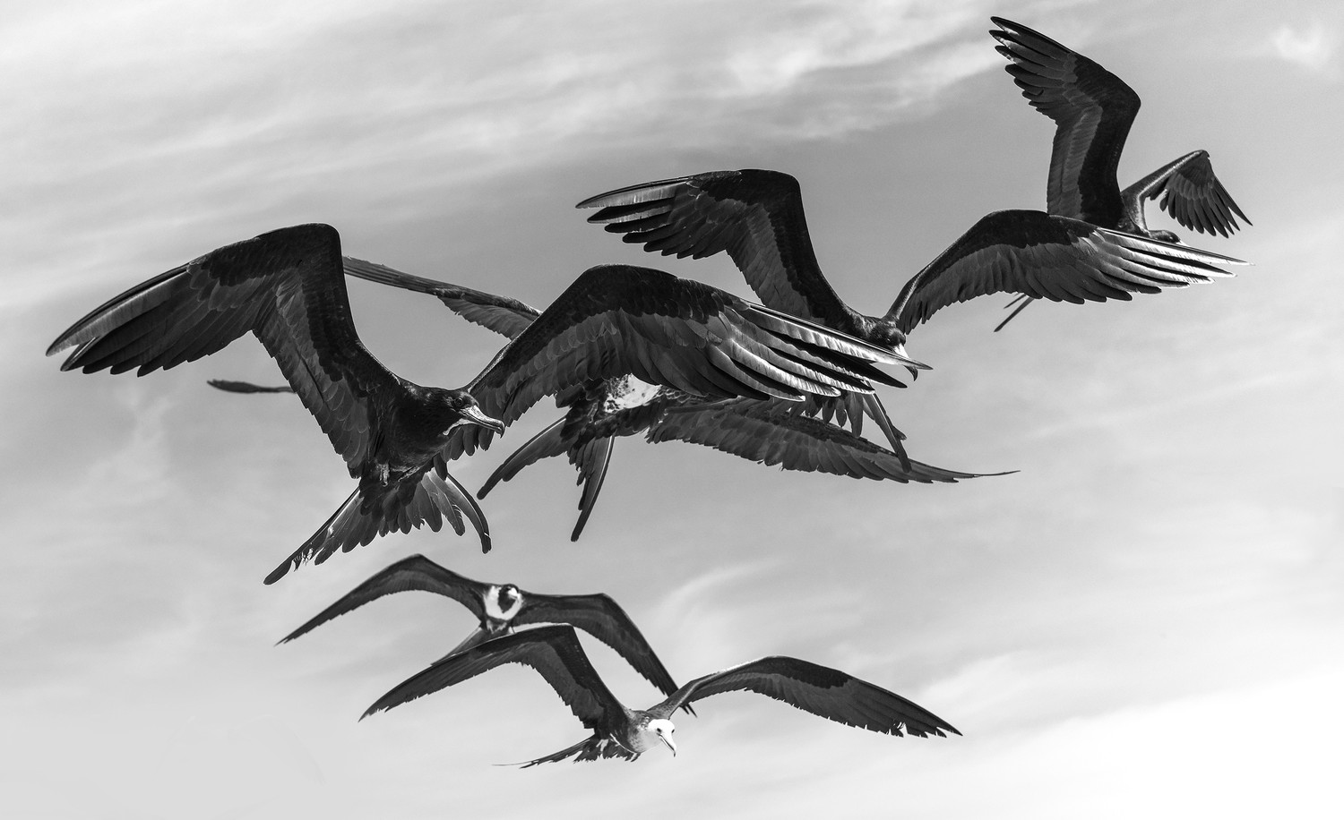 Fregata Magnificens  # 8