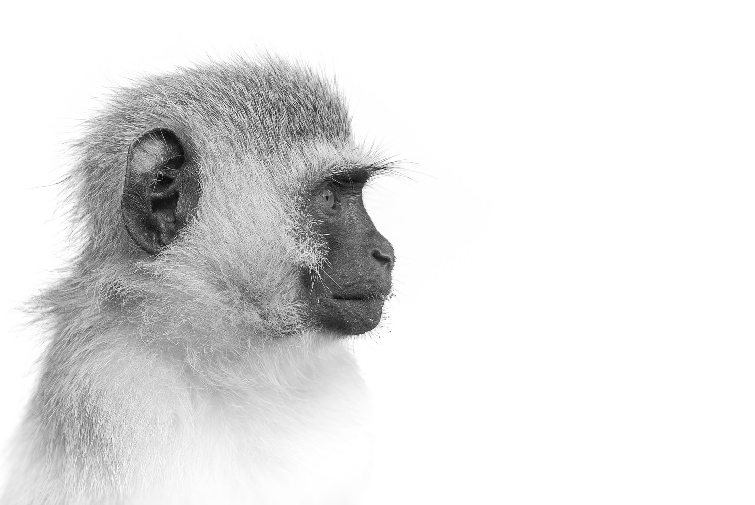 “Pensive Reflection”