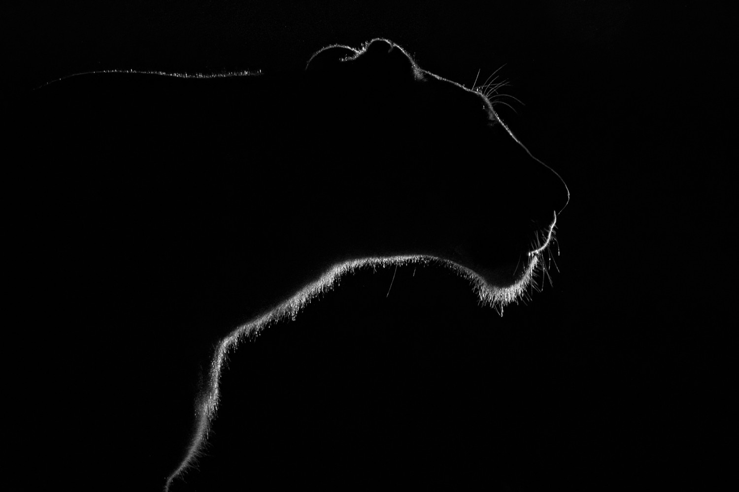 Shadow of the Huntress