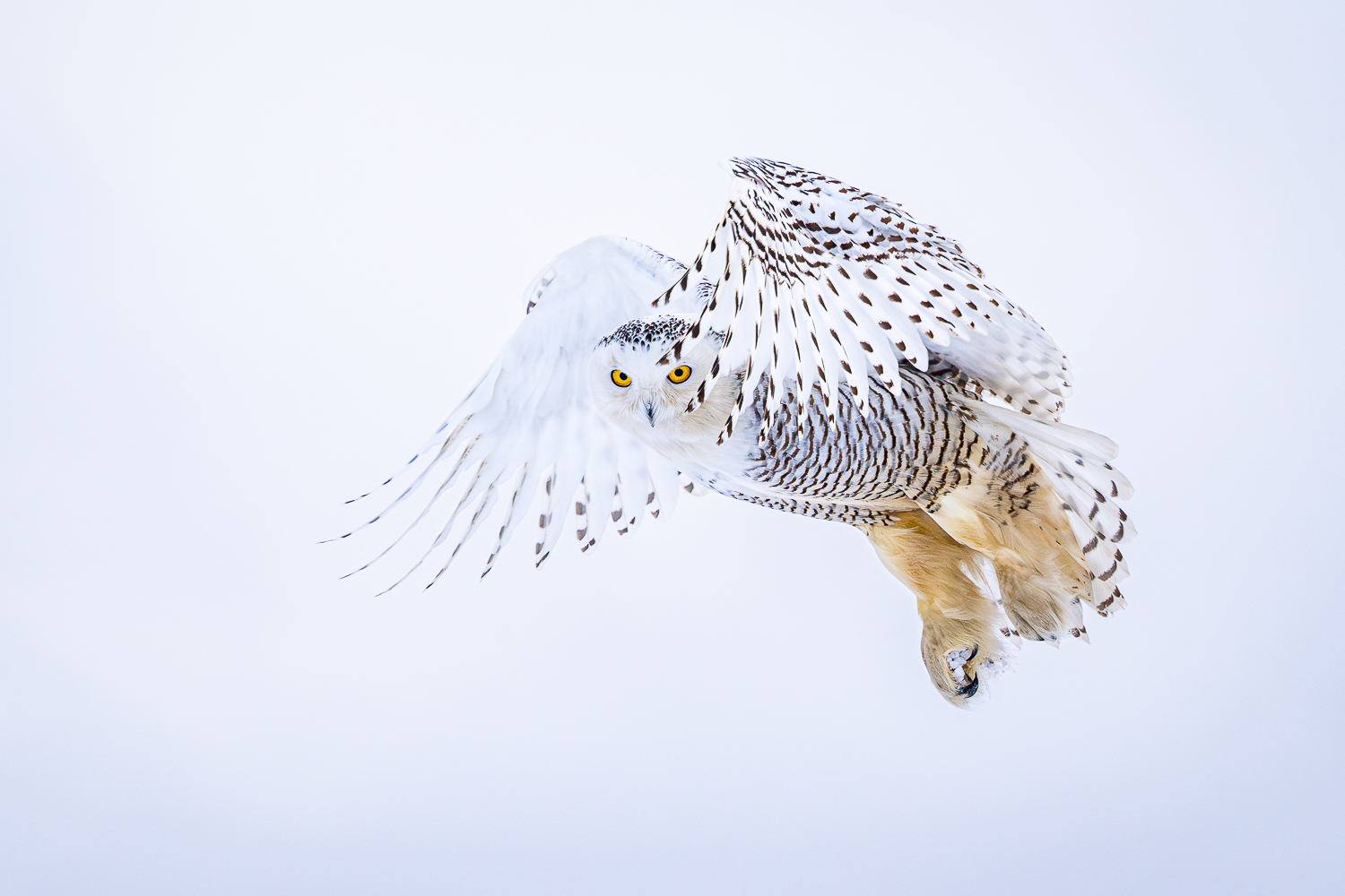 Snowy Owl I see You