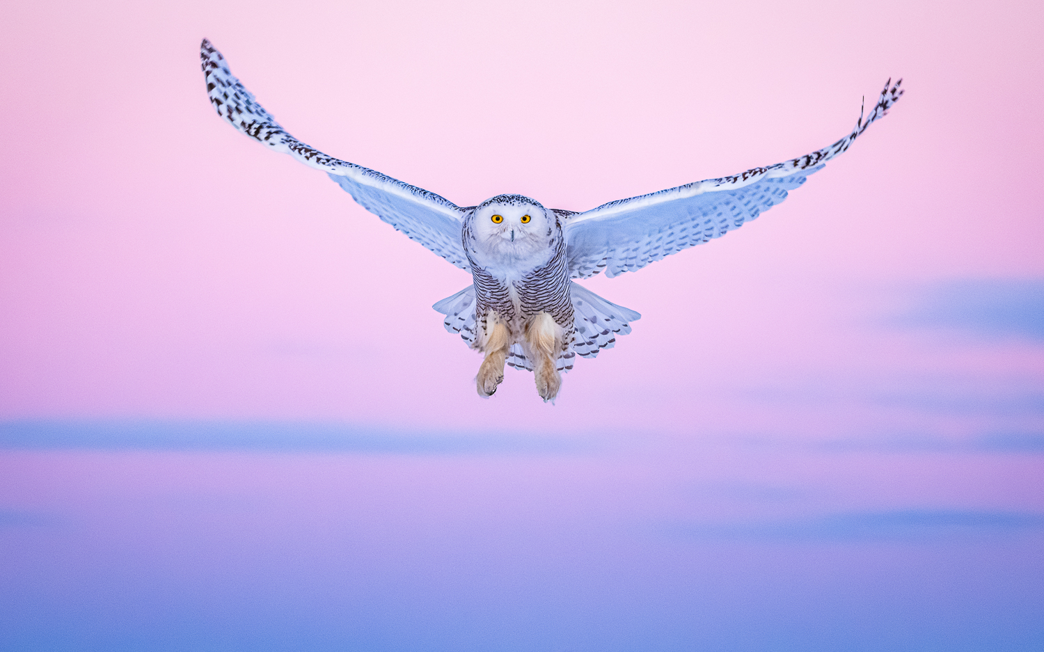 Snowy Owl Sunset