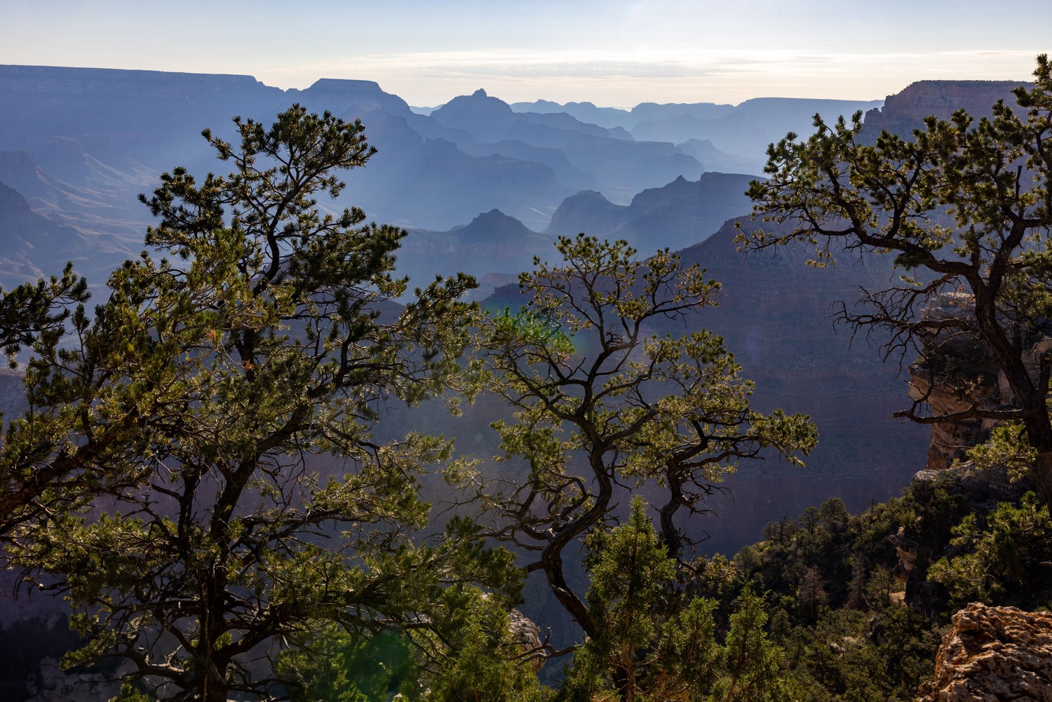 Trees in the Canopy of Blue Hour