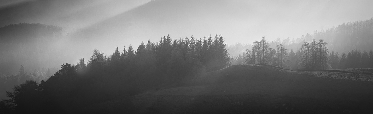 The enchanted forest