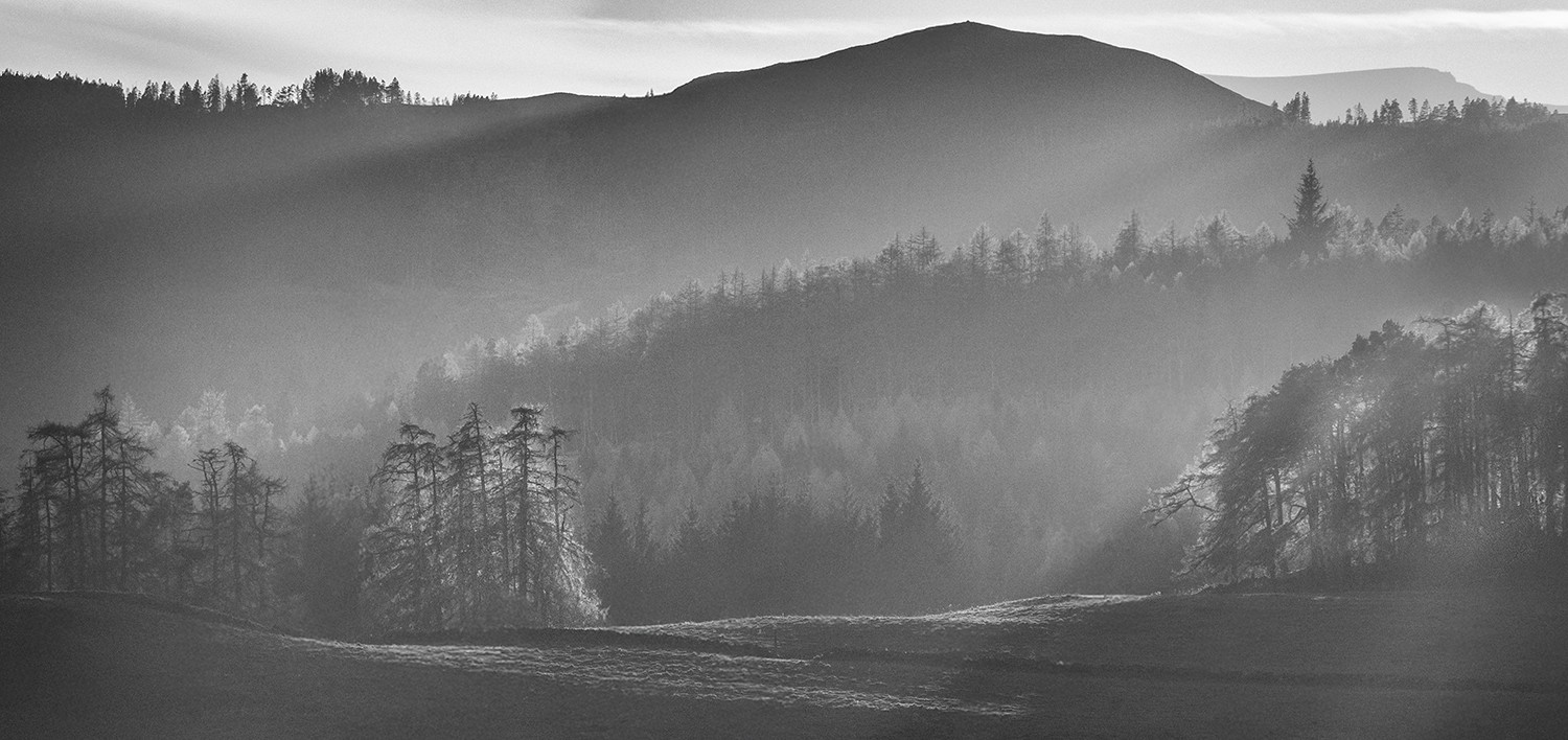 The light the trees and the layers