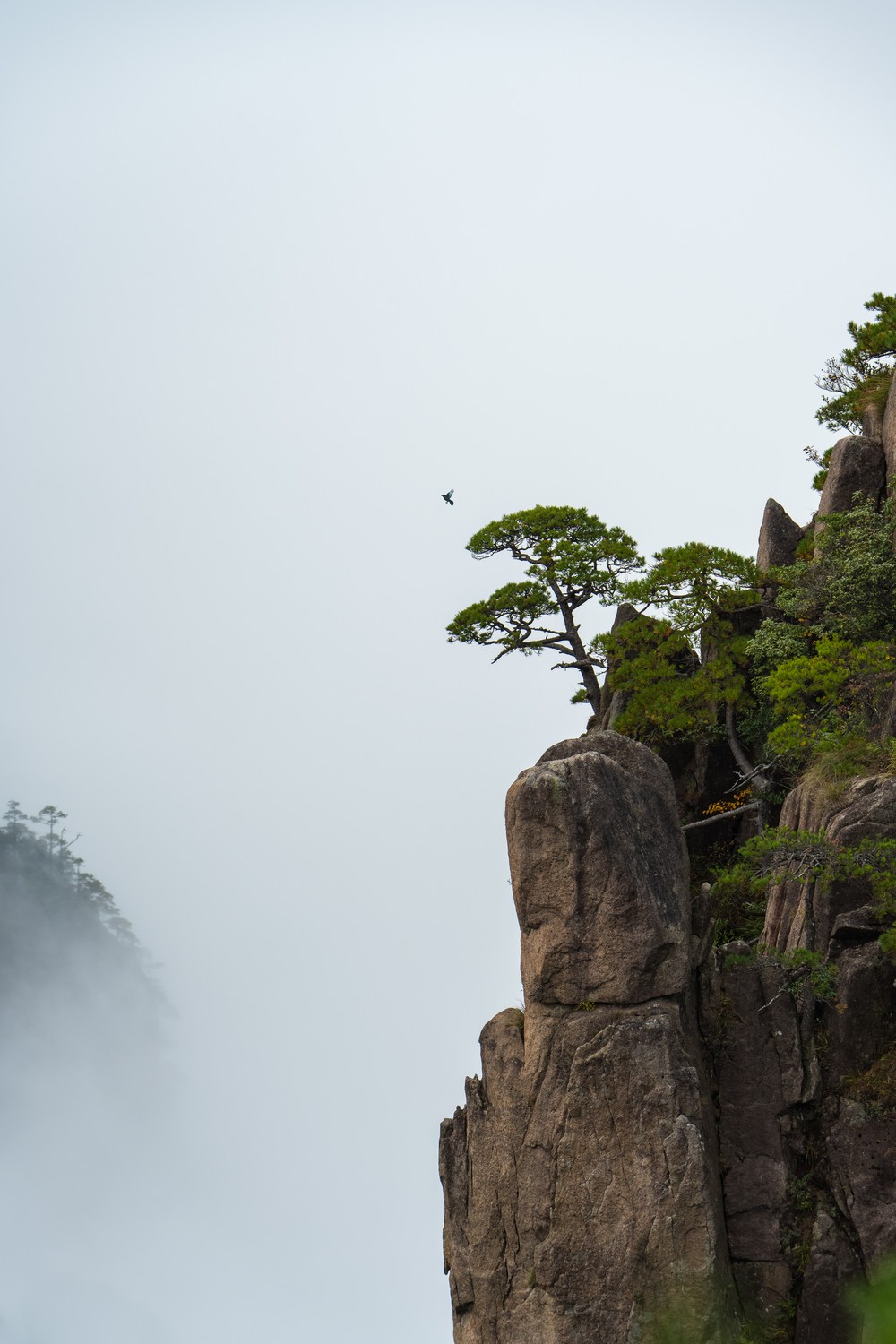 Solitude Among the Mist